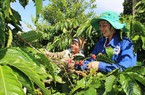 Giá cà phê đột nhiên tăng mạnh, tại sao thị phần cà phê của Việt Nam lại giảm ở Trung Quốc?