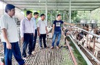 Nông dân Bắc Giang liên kết nuôi dê, tăng thu nhập từ nguồn vốn Quỹ HTND