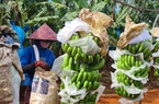 Sớm đăng ký mã vùng trồng, nhiều nông sản Gia Lai xuất khẩu chính ngạch