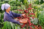 Bình Điền khởi động chương trình canh tác cà phê thông minh tại Tây nguyên
