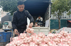 Mang danh giải cứu là tiếp tay cho mua gian, bán lận, ép giá, hạ thấp nông sản của nông dân