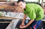 Nuôi con đặc sản trong bể lót bạt, ở nơi này của Vĩnh Long, nhà nào nuôi cũng khá giả