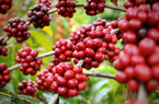 Giá cà phê tăng, nguồn cung tiếp tục hụt