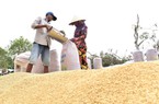 Giá lúa gạo tăng vù vù, nông dân, doanh nghiệp làm không hết việc