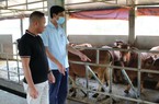 Tiếp vốn Ngân hàng CSXH nuôi bò vỗ béo, nông dân Thái Bình vươn lên khá giàu