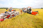 Giá lúa gạo tiếp tục duy trì ở mức cao, thị trường sôi động