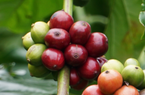 Giá cà phê Robusta nối tiếp đà tăng trên sàn giao dịch, cà phê nội chững giá