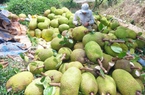 Giá mít Thái hôm nay 21/2: Giá mít neo ở mức cao, thương lái đi cắt mít Thái thấy khỏe cả người