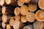 Xuất khẩu gỗ tháng 1 lao dốc, 'bất ngờ' với thị trường Trung Quốc