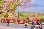Đường hoa Võ Nguyên Giáp ở TP Phan Thiết của Bình Thuận rực rỡ loài hoa gì mà khiến bao người say mê?