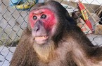 TT-Huế: Người dân giao nộp 2 cá thể khỉ quý hiếm cho kiểm lâm