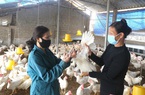 Dịch bệnh trên gia súc, gia cầm nguy cơ phát sinh cao, xử lý nghiêm trường hợp giấu dịch, không báo cáo 