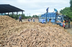 Mới đầu năm Trung Quốc đã tăng tốc mua một loại tinh bột của Việt Nam 
