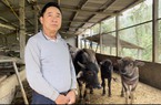 Một ông nông dân Thái Nguyên "tằng tằng" kiếm hàng trăm triệu/năm nhờ nuôi trâu khỏe 20 con, trồng keo Úc