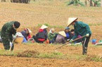 Trồng cây ra củ đặc sản thơm ngon, nông dân ở nơi này của Bắc Kạn yên tâm khâu tiêu thụ, tăng thêm thu nhập