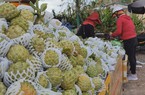Loại quả trồng chân núi Bà Đen ở Tây Ninh, cắn một miếng ngon ngay, gặp lúc giá kỷ lục, dân thắng lớn