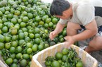 Tạo đầu ra ổn định cho nông sản