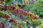 Giá cà phê hai sàn tiếp tục giảm, cà phê Tây Nguyên mất thêm 200 đồng/kg