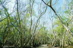 Đây là khu rừng ngập mặn chỉ rộng 5ha ở TT-Huế, tới mùa lá đổ đẹp mê li, những cây chá hình thù kỳ lạ