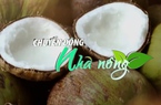 Chuyển động Nhà nông 26/2: Dừa Việt Nam mang về hơn 900 triệu USD 