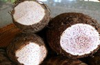 Loại củ cực ngon ở Bắc Kạn ví như đặc sản núi rừng, nghe tên là thèm, đó là củ gì, bắt nguồn từ đâu?