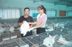Trồng cây cảnh, nuôi thỏ...những mô hình giảm nghèo, làm giàu của nông dân xã Thiệu Hòa ở Thanh Hóa