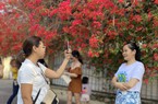 Một giàn hoa giấy tuôn bông đỏ không kịp cản đang xôn xao ở Tây Ninh, nhiều người đến chụp ảnh, ngắm say mê