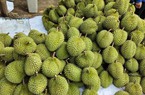 Thu hoạch sầu riêng đúng độ chín để giữ uy tín, chất lượng cho thị trường xuất khẩu