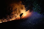 Cháy rừng lớn khiến 13 người thiệt mạng ở Chile