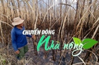 Chuyển động Nhà nông 4/2: Hơn 37 ha mía bị cháy rụi tại Gia Lai