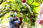 Trồng cây đặc sản "mau ăn, mắn đẻ", chị nông dân Tiền Giang tưởng liều hóa ra thu nhập lại khỏe re