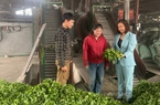 Làm chủ khoa học công nghệ, nông dân Lai Châu thi đua làm giàu