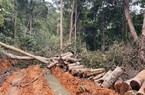 Ngang nhiên phá rừng ở Ninh Hòa (Khánh Hòa)