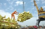 Xuất khẩu gạo giảm mạnh tháng đầu năm, vì sao?