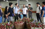 Vụ bảo hộ giống thanh long ở Long An: Nhật không cấp bảo hộ giống cho cá nhân để tư nhân hóa 