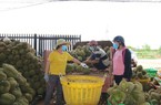 Trung Quốc mở cửa, nhiều nông sản Việt Nam tăng giá gấp đôi
