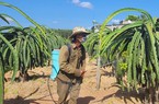 Bà Rịa-Vũng Tàu: Thanh long giá cao, nông dân phấn khởi tái đầu tư 