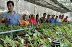 Quảng Nam: Huyện Nam Trà My chú trọng phát triển cây dược liệu, nhất là cây sâm Ngọc Linh