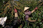 EU có quy định mới về nhập khẩu hàng hóa, có hiệu lực từ năm 2024, nông sản Việt Nam đáp ứng thế nào? 