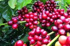 Giá cà phê phục hồi dè dặt, cà phê nội nhích trở lại tại các vùng trọng điểm