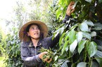 Giá tiêu lao đốc, nông dân Kiên Giang chuyển sang trồng mít, trồng sầu riêng