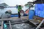 Ở một hòn đảo nổi tiếng của Kiên Giang, dân nuôi mấy loài cá gì mà đầu năm tới nay bắt bán 5,9 tỷ?