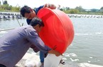 "Con tỷ đô" nuôi đang lời, nông dân vùng Đồng Tháp Mười ở Long An quyết đổi đời với "chuyện đã rồi"