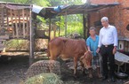 Nông dân giàu tặng heo rừng, bò...,hướng dẫn hộ nghèo làm ăn, cách làm hay ở Long Phước của Bà Rịa-Vũng Tàu