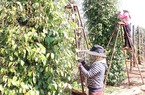 Trung Quốc tăng tốc thu gom, giá loại hạt Việt Nam đang chiếm 55% sản lượng toàn cầu tăng mạnh