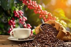 Cà phê Đắk Lắk có thêm nhiều đơn hàng xuất khẩu sau giao thương quốc tế