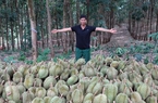Loại quả ngon đang hot hiện nay tại Việt Nam, dân các nơi trồng vô số thấy lo lo, ngành chức năng cảnh báo