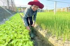 Trước trồng lúa toàn mất ăn, nông dân vùng lũ Quảng Bình chuyển sang trồng rau, ai ngờ thu bộn tiền