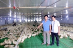 Nuôi vịt khác người, ngày nào cũng cho nghe nhạc, một ông nông dân Bắc Giang thu tiền tỷ