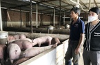 Giá heo hơi giảm thương lái còn chê ỏng chê eo, nhiều trang trại phải giảm đàn, "treo chuồng"